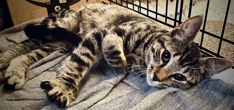 A baby medium-sized male Tabby cat named Pepper for adoption in New York, NY