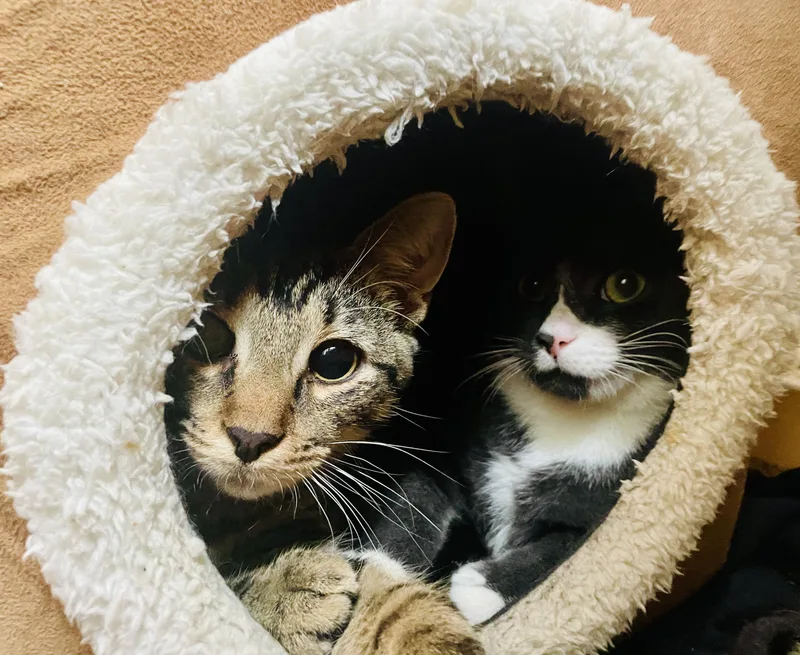 Pepper thumbnail 2