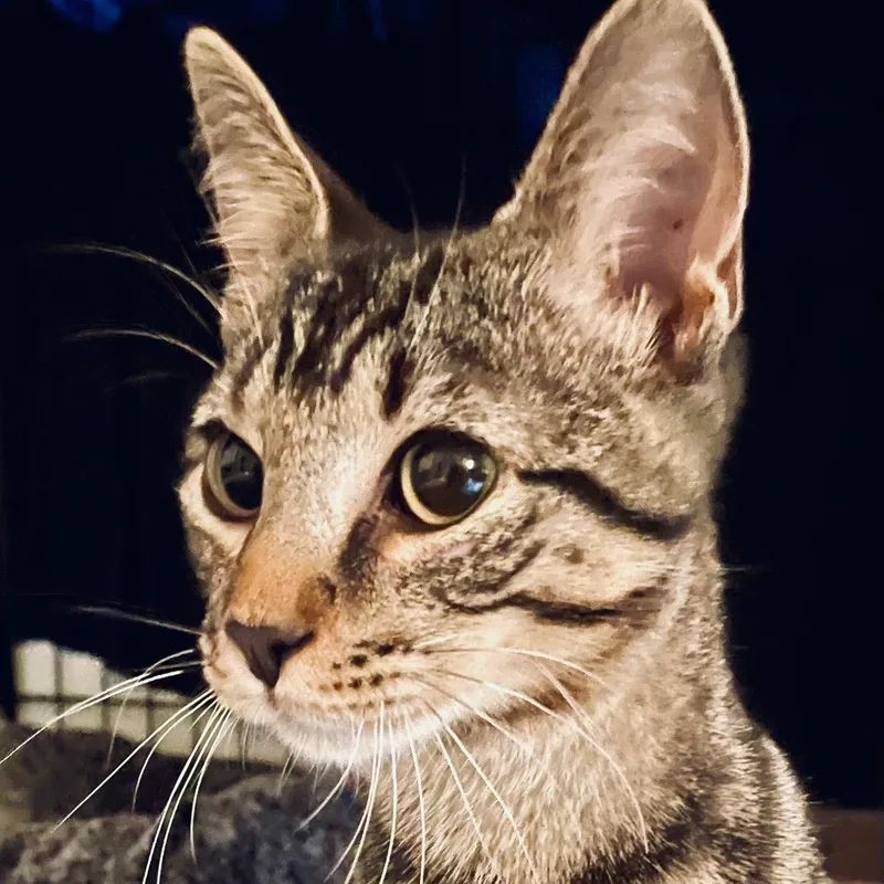 Pepper thumbnail 6