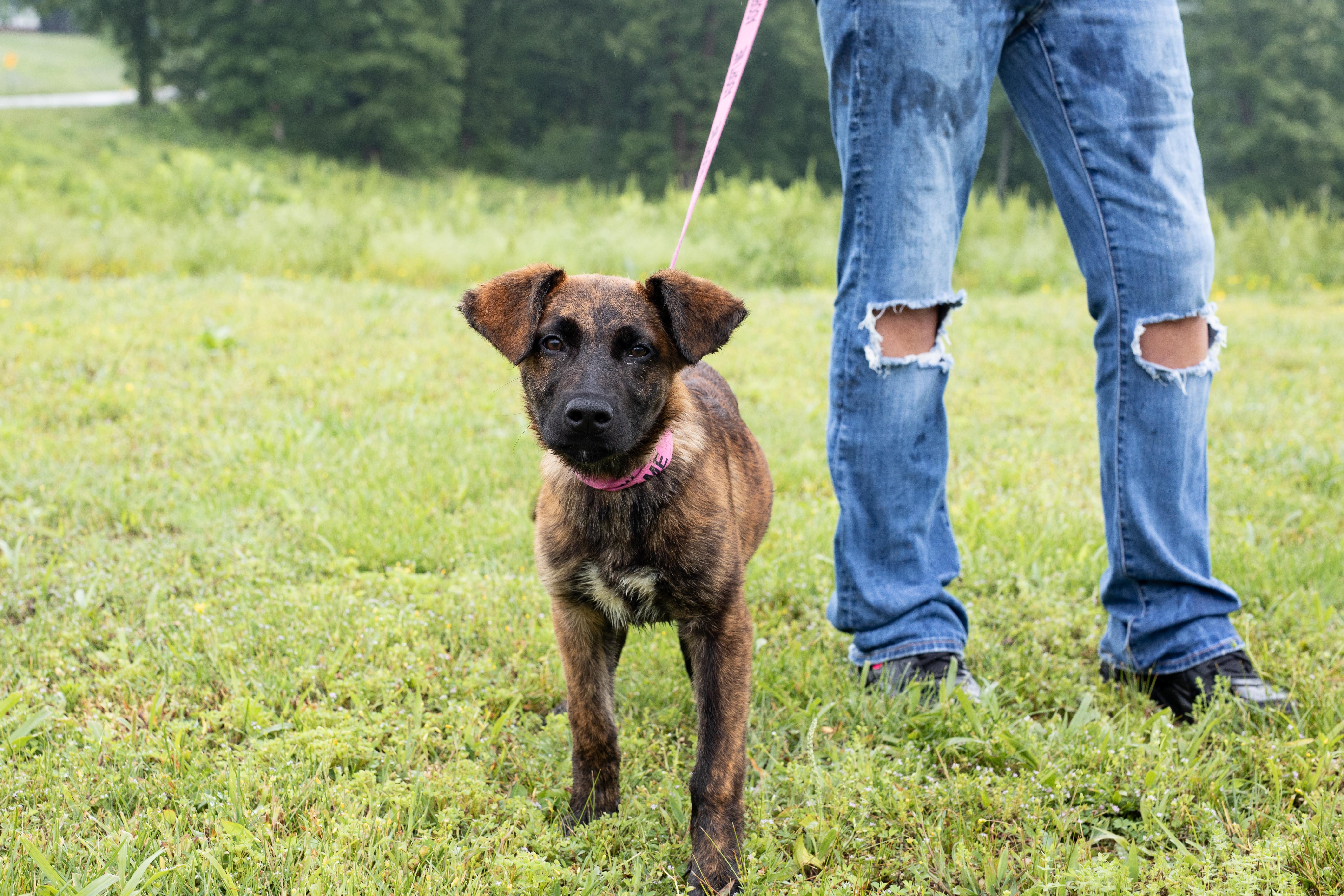 A baby medium-sized female German Shepherd Dog dog named Sage for adoption in Dixon, KY