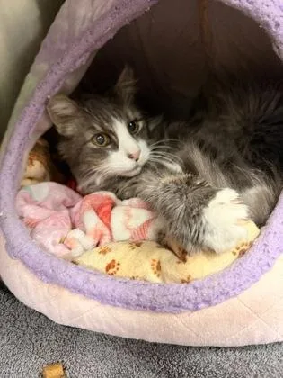 A senior medium-sized male Gray & White Domestic Long Hair cat named Dwight for adoption in Redmond, OR