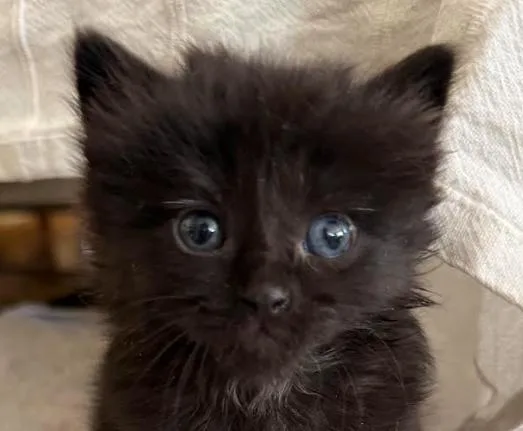 A baby medium-sized male Black Domestic Short Hair cat named Bruce Lee for adoption in San Jose, CA