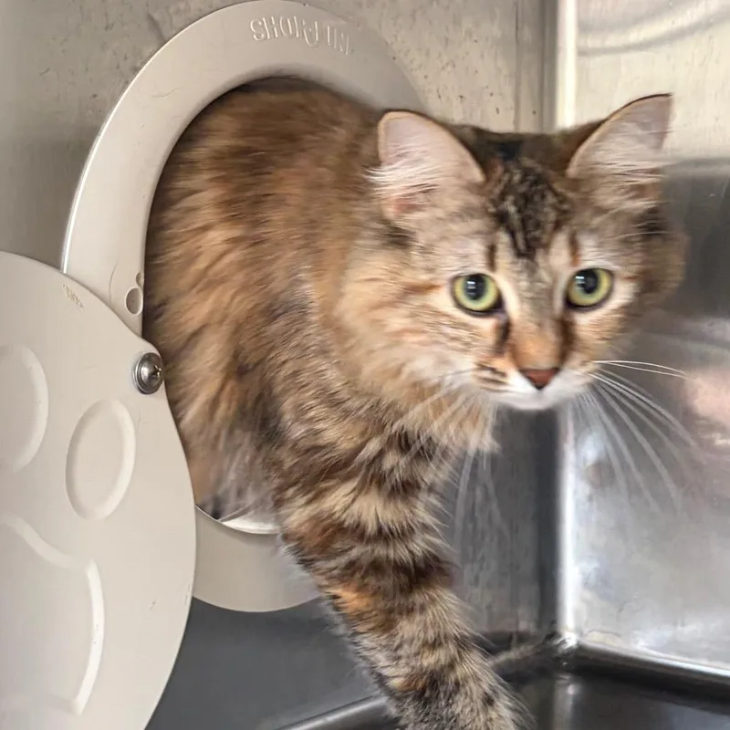 A young medium-sized female Domestic Long Hair cat named Samira for adoption in Cumming, GA