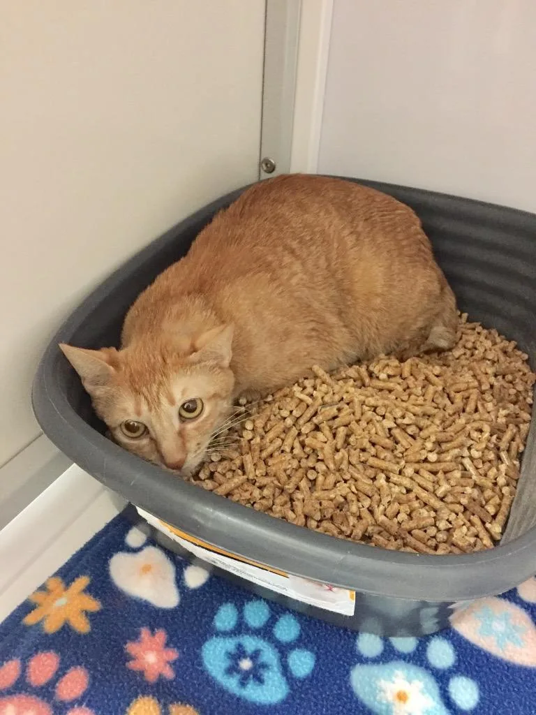 A young medium-sized female Domestic Short Hair cat named Mama Twist for adoption in Peoria, AZ