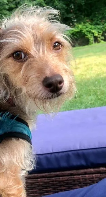 An adult small-sized female Dachshund dog named Feyla for adoption in Rochester, NY