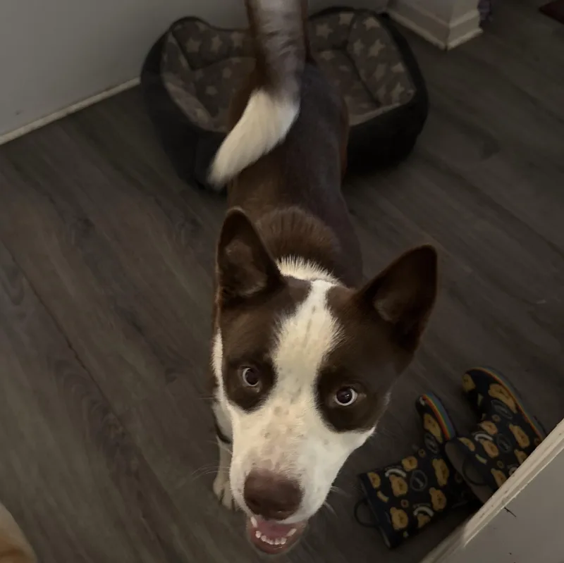 An adult medium-sized female Brown / Chocolate Siberian Husky dog named Cinnamon for adoption in Folkston, GA