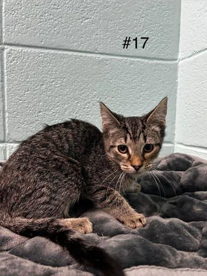 An adult small-sized male Domestic Short Hair cat named Squeeker for adoption in Spruce Pine, NC