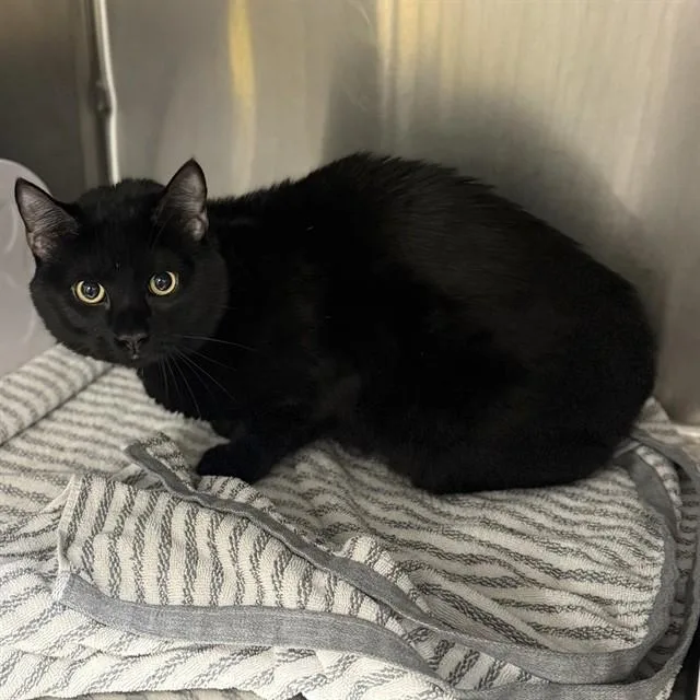 An adult medium-sized male Domestic Short Hair cat named Darkrai for adoption in Huntsville, AL