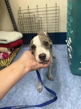 A baby medium-sized male Gray / Blue / Silver Mixed Breed dog named Marco for adoption in Charleston, SC