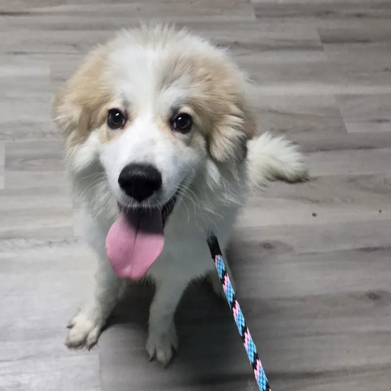 A young medium-sized male White / Cream Great Pyrenees dog named Gunner for adoption in St. Louis, MO