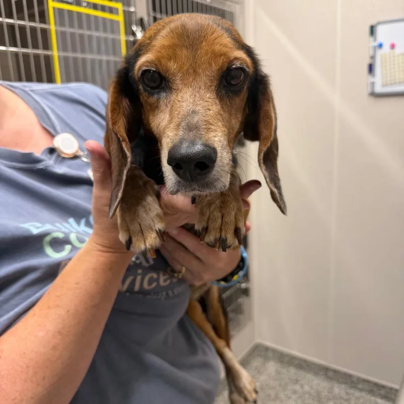 A senior small-sized female Brown / Chocolate Beagle dog named Shalom for adoption in Morganton, NC