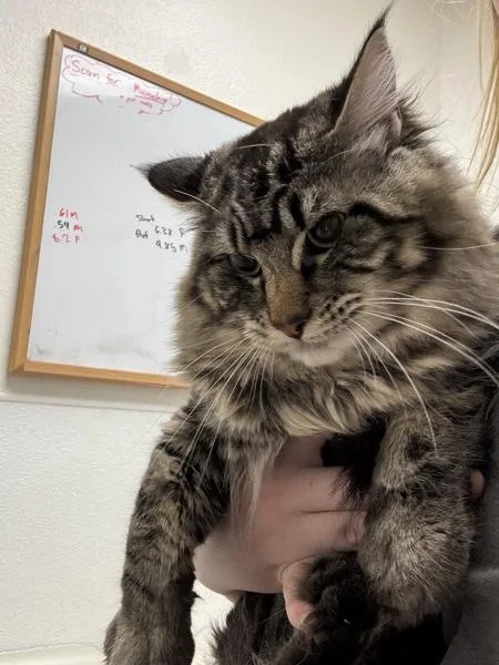 An adult medium-sized male Domestic Long Hair cat named Courage for adoption in Silverdale, WA