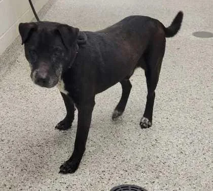 A senior large-sized male Black Mixed Breed dog named Puffin for adoption in Kansas City, MO