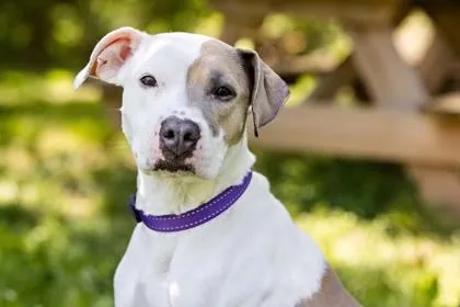 An adult medium-sized female Mixed Breed dog named Zoey for adoption in West Chester, PA