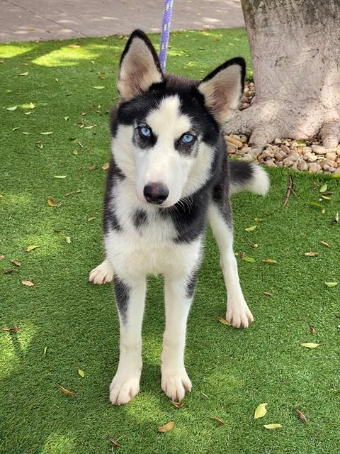Jada