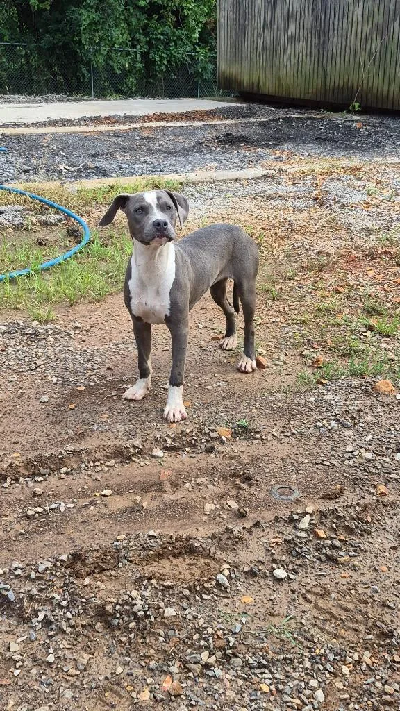 A baby medium-sized female Pit Bull Terrier dog named Contessa Carter for adoption in Hopkinsville, KY