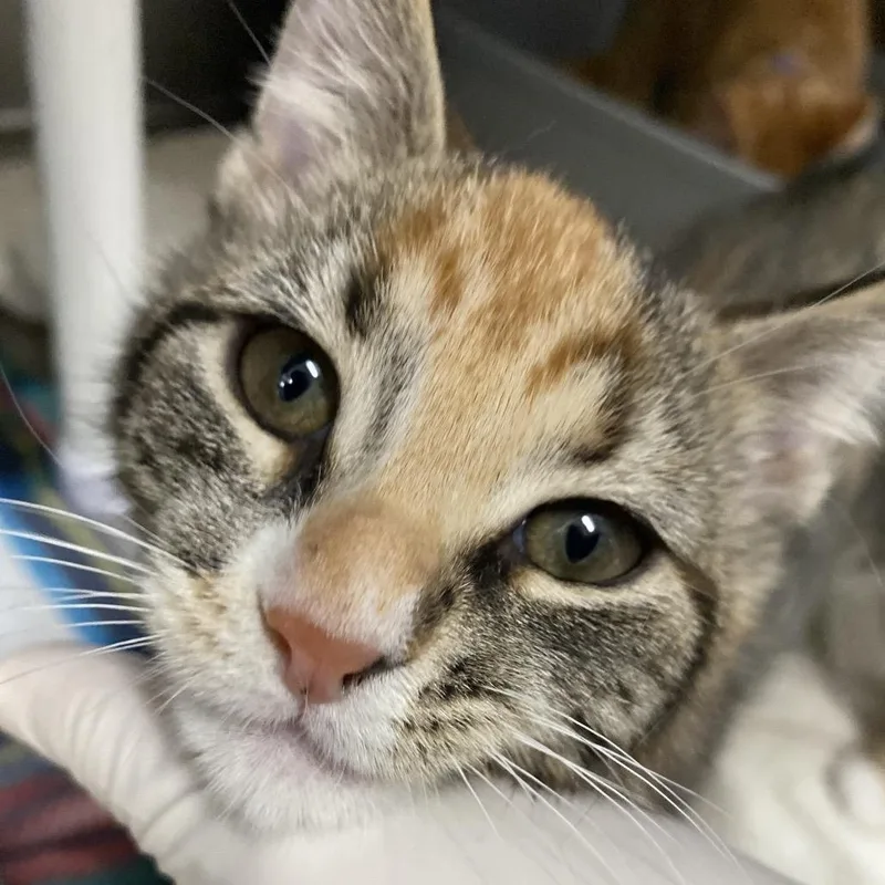A baby small-sized female Brown / Chocolate Domestic Short Hair cat named Peach for adoption in Lakeland, FL