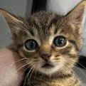 A baby small-sized male Gray / Blue / Silver Domestic Short Hair cat named Big Frank for adoption in Briarcliff Manor, NY
