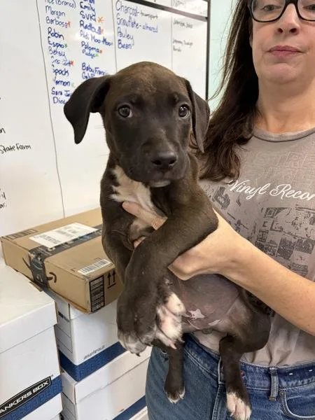 A baby small-sized male Mixed Breed dog named Lemon for adoption in Mobile, AL