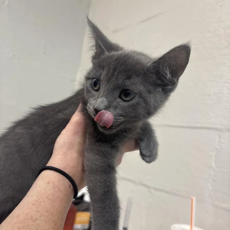 A baby small-sized male Domestic Short Hair cat named Super for adoption in Clanton, AL