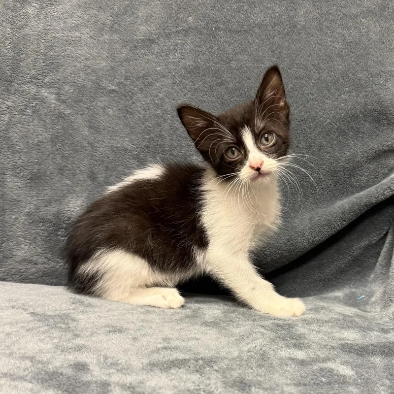 A baby medium-sized male Domestic Short Hair cat named Zeke for adoption in Brenham, TX
