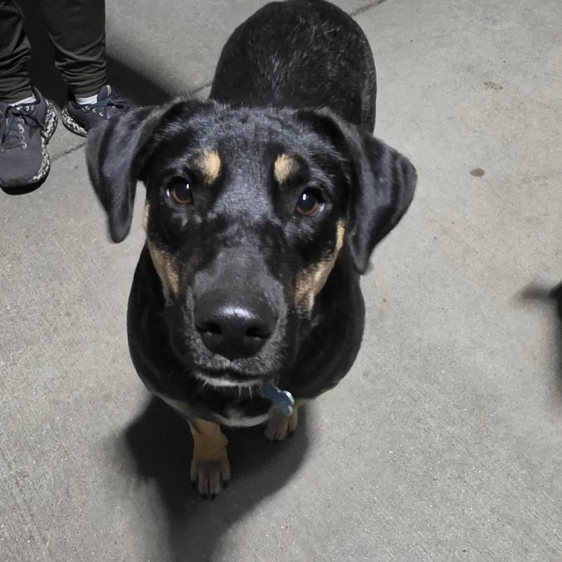 An adult medium-sized female Black Mixed Breed dog named Gia for adoption in Bismarck, ND