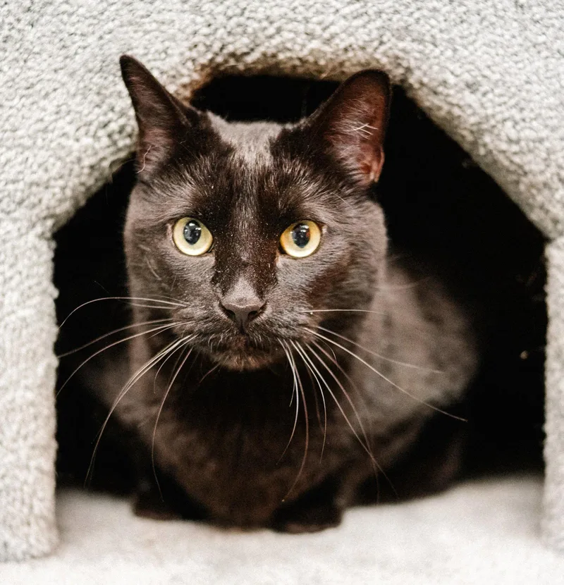 An adult large-sized male Black Domestic Short Hair cat named Kormi for adoption in Shawnee, KS