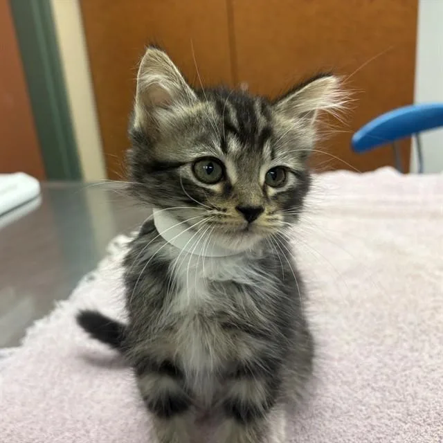 A baby small-sized female Domestic Long Hair cat named Unknown for adoption in Rancho Cucamonga, CA