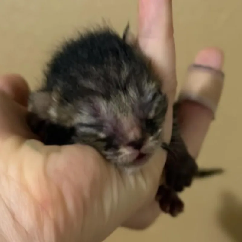 A baby small-sized female Gray / Blue / Silver Domestic Short Hair cat named Hocus for adoption in Fort Smith, AR