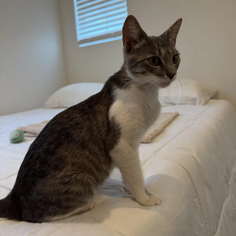 A young medium-sized female White Domestic Short Hair cat named Queen for adoption in Los Angeles, CA
