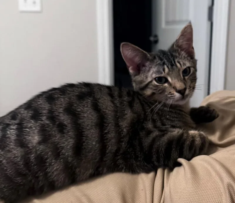A baby small-sized male Domestic Short Hair cat named Nugget for adoption in Darien, GA