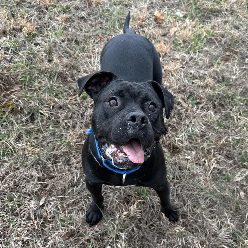 An adult large-sized male Black Pit Bull Terrier dog named Brick for adoption in Duck River, TN