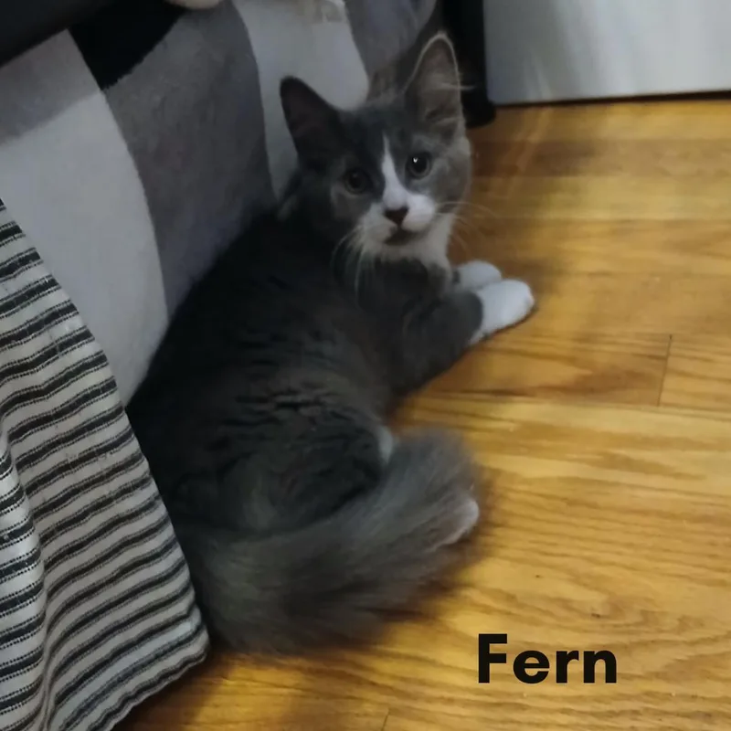 A young medium-sized female Gray & White Domestic Medium Hair cat named Fern for adoption in New Haven, CT