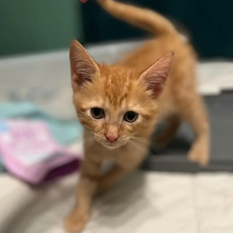 A baby small-sized male Orange / Red Domestic Short Hair cat named Undying Legion for adoption in Fredericksburg, VA