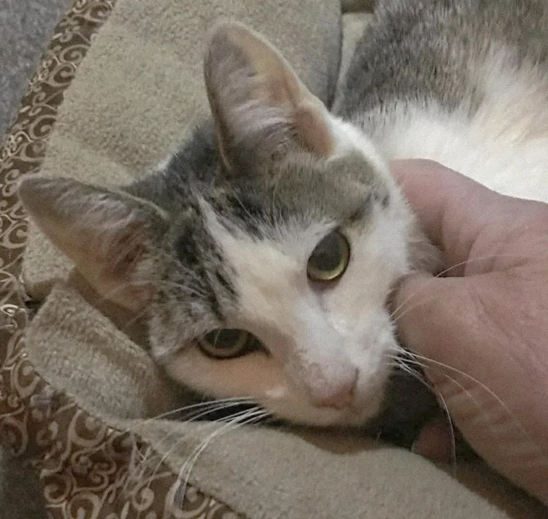 A young medium-sized female Domestic Short Hair cat named Fruity for adoption in Trenton, NJ