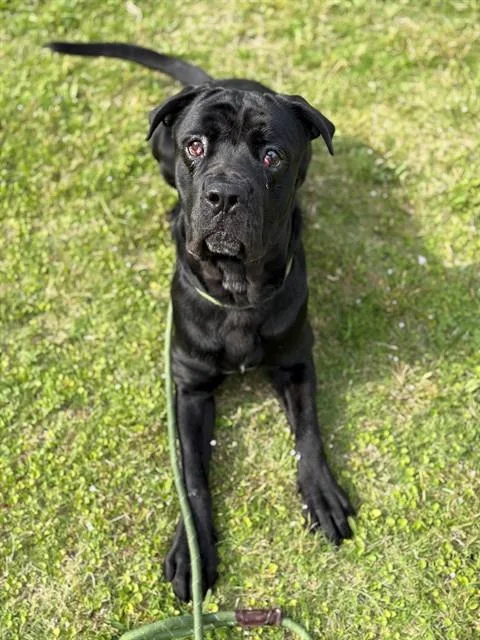 Emilio
