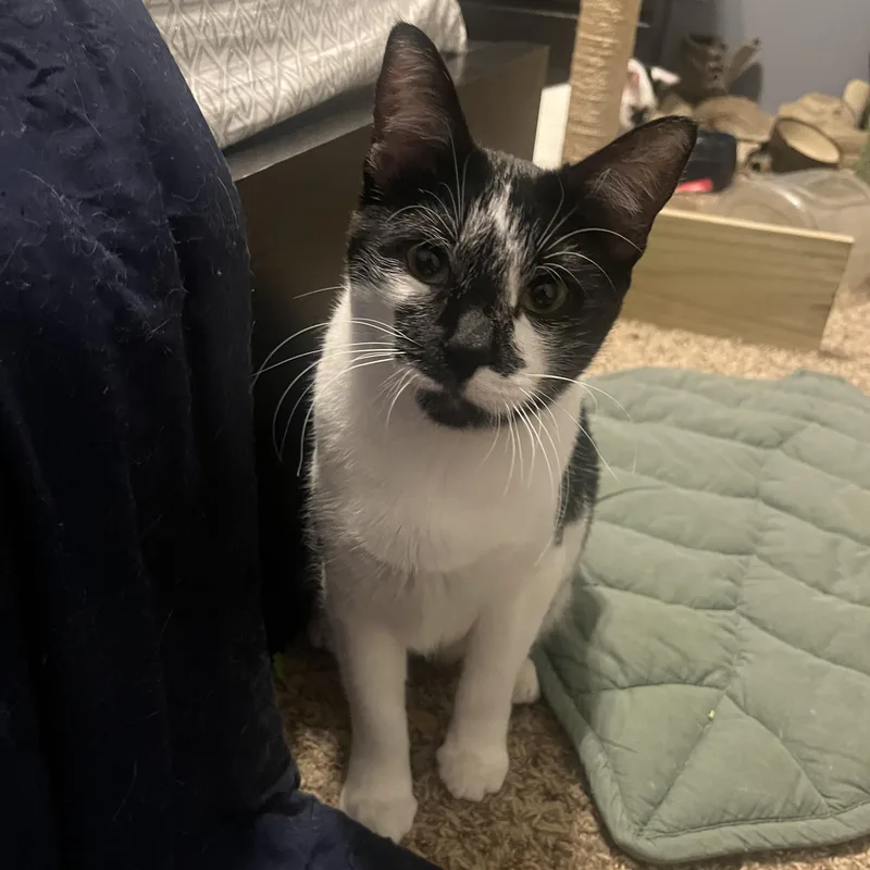 Ace thumbnail 3