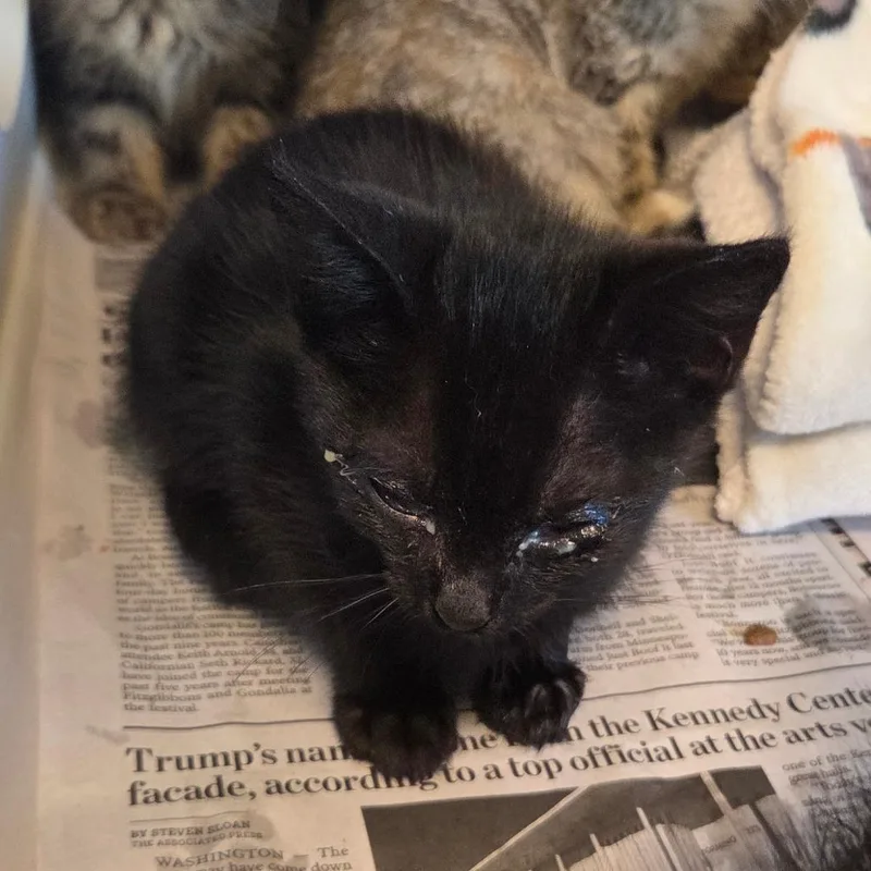 A baby small-sized female Black Domestic Short Hair cat named Roxas for adoption in Chattanooga, TN
