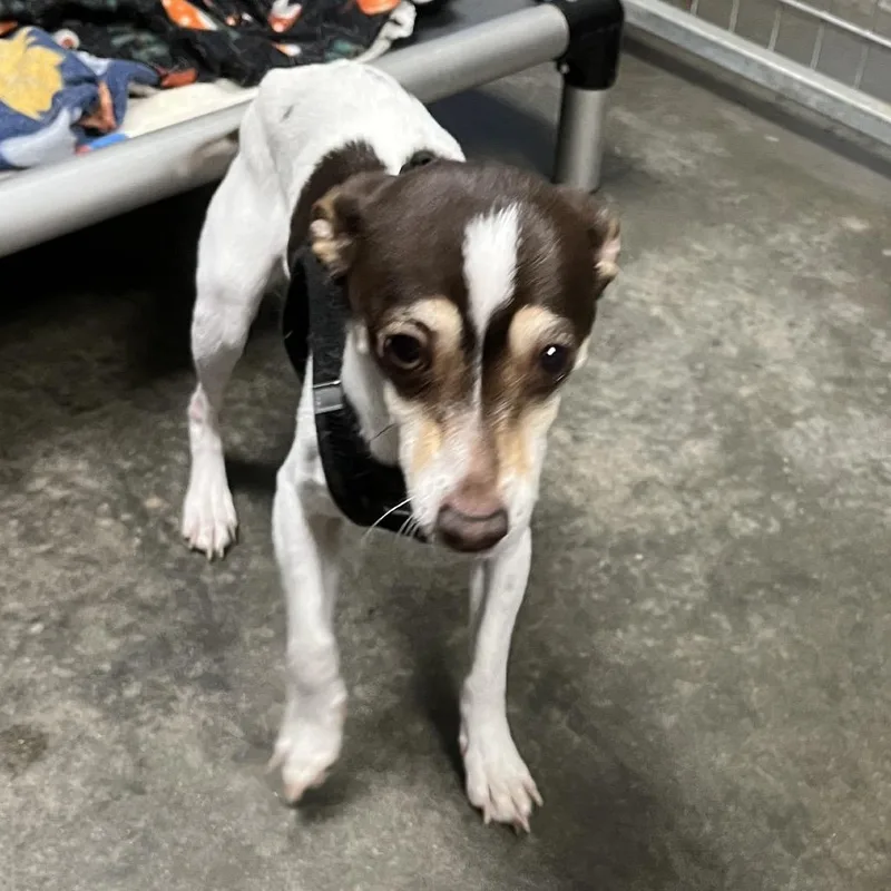 An adult small-sized male White / Cream Chihuahua dog named Toby for adoption in Sarasota, FL