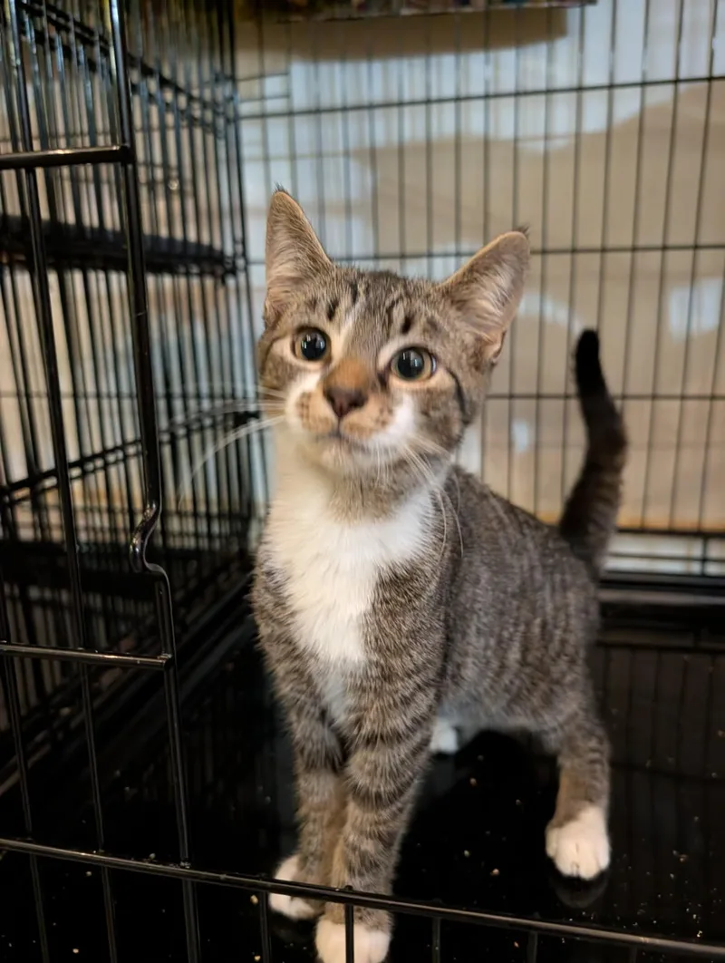 A baby small-sized male Domestic Short Hair cat named Sammy for adoption in Rocky Ridge, MD