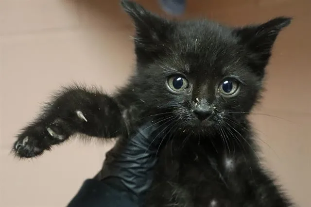 A baby small-sized female Domestic Short Hair cat named Spinach for adoption in Columbia, SC