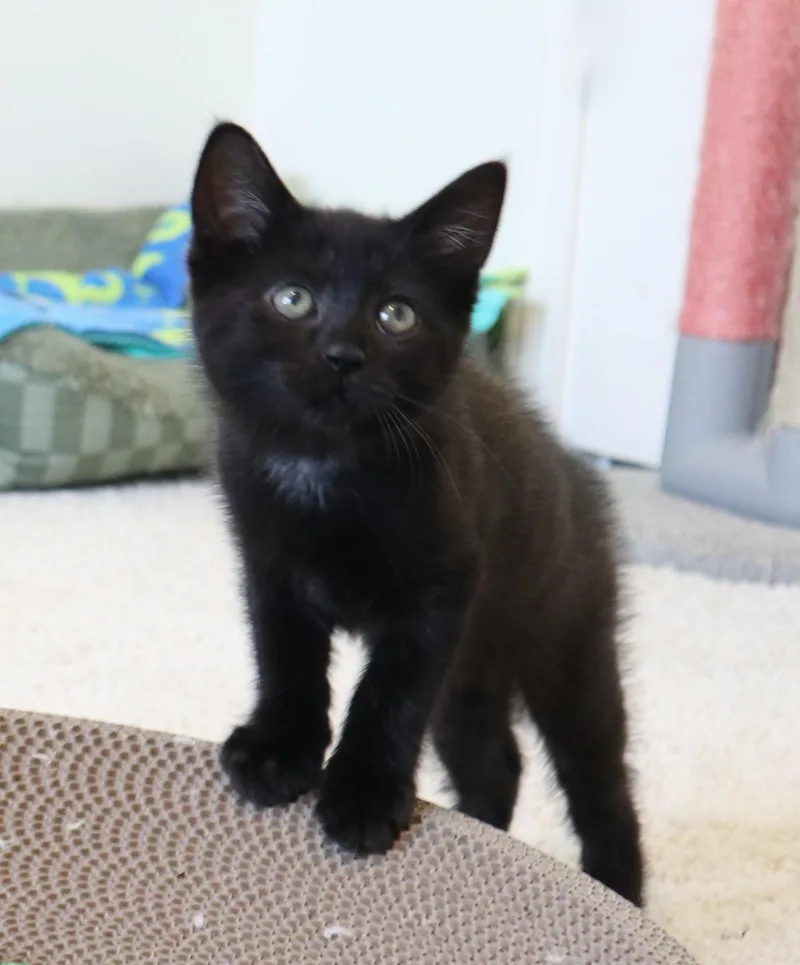 A baby medium-sized female Black Domestic Short Hair cat named Dorothy for adoption in Rossville, TN