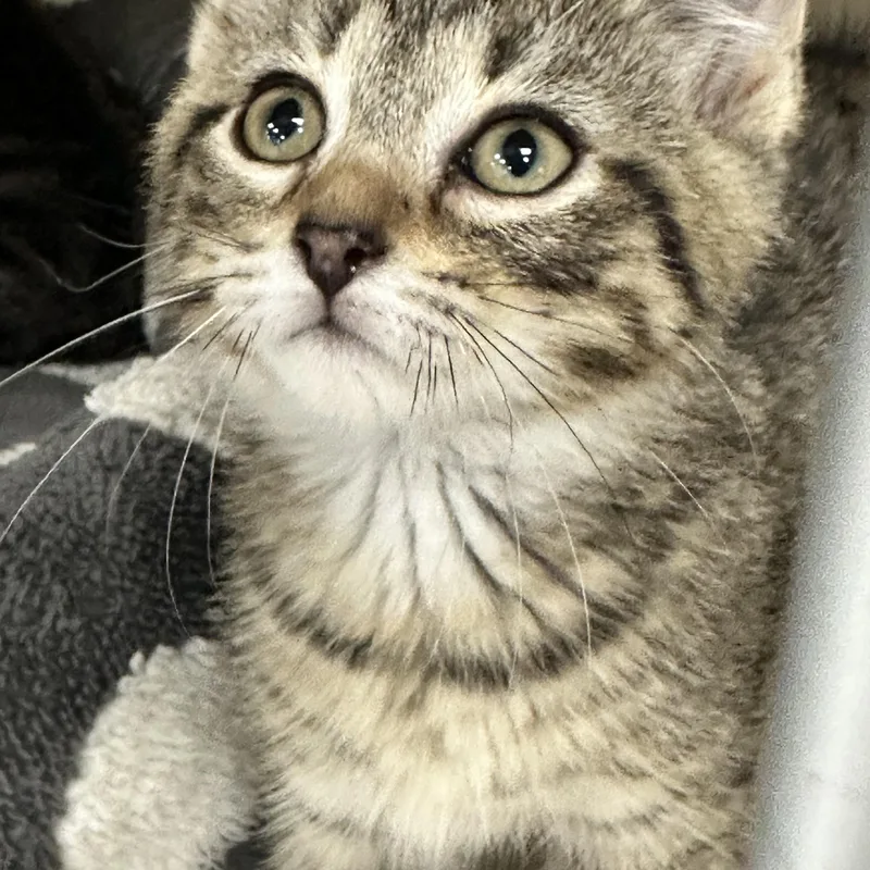 A baby medium-sized male Tabby (Brown / Chocolate) Domestic Short Hair cat named Mr Snuffalumpagus for adoption in East Lansing, MI