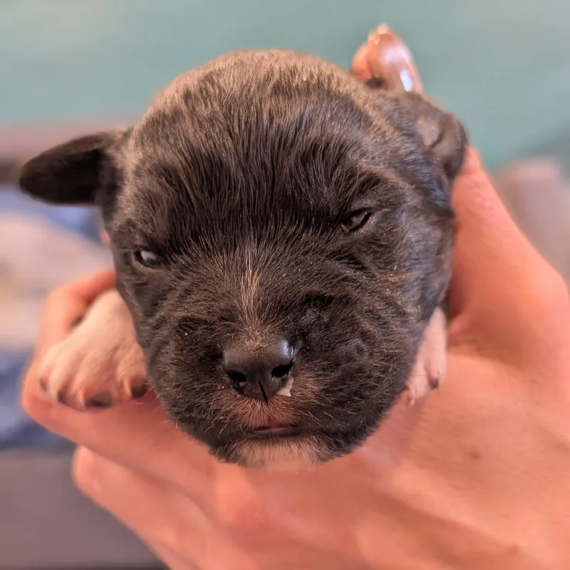 A baby small-sized female Black Mixed Breed dog named Turtle for adoption in Asheville, NC