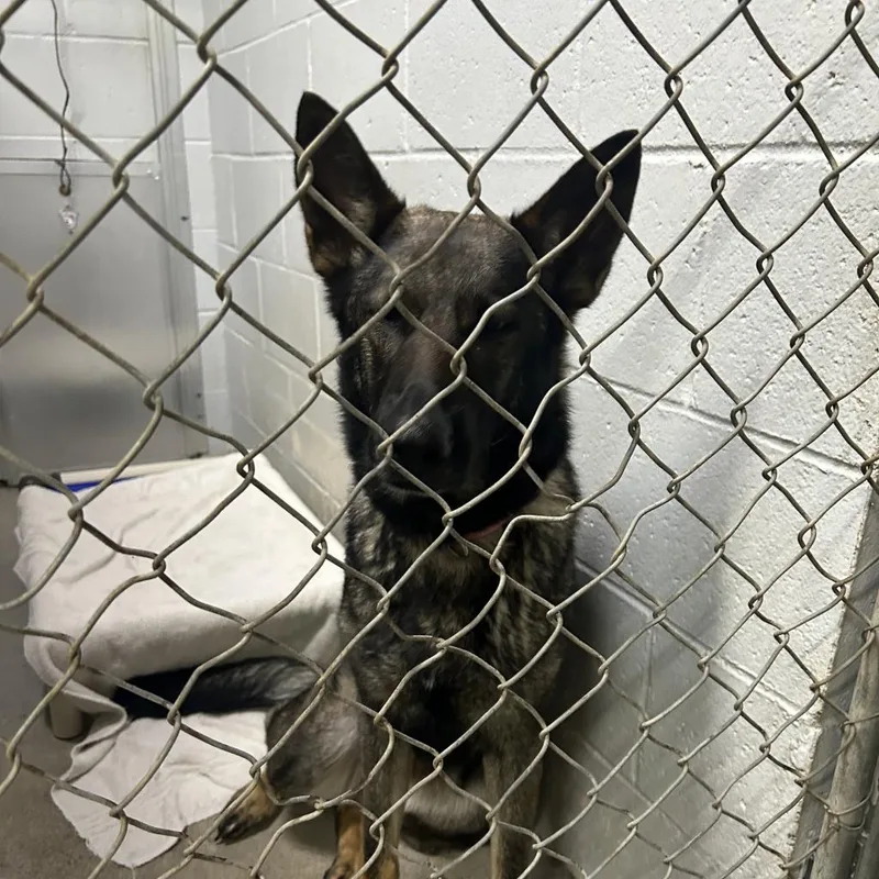 An adult large-sized female Yellow / Tan / Blond / Fawn German Shepherd Dog dog named Ginger for adoption in Summerville, SC