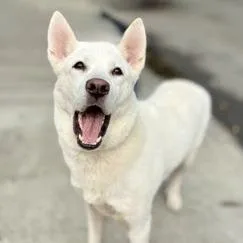 An adult large-sized female White / Cream German Shepherd Dog named Nevada for adoption in New Ringgold, PA