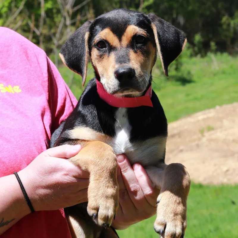 A baby medium-sized female Black Hound dog named Ct Reba Avail May for adoption in Stormville, NY
