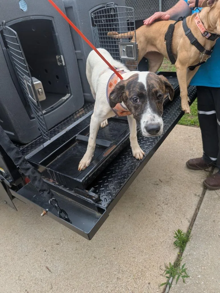 A baby medium-sized female Pit Bull Terrier dog named French Fry for adoption in Nacogdoches, TX