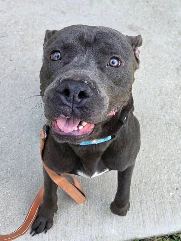 A young medium-sized male Pit Bull Terrier dog named Milhouse for adoption in Millersville, MD