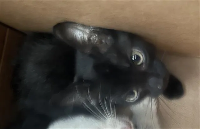 A baby medium-sized male Domestic Short Hair cat named Cody for adoption in Dallas, TX